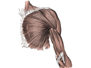 Frozen shoulder/tennis elbow